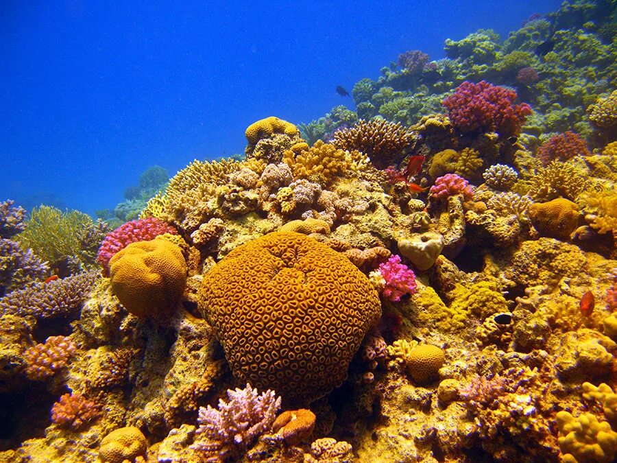Коралловый риф 4. Коралловый риф в Шарм Эль Шейхе. Коралл актиния Хургада. Растительный мир красного моря.