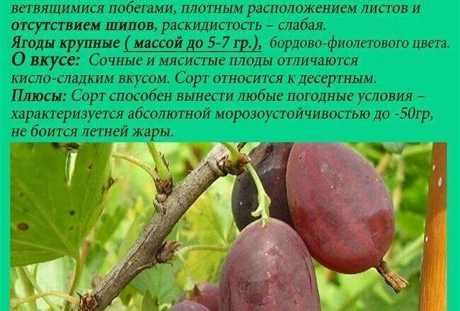 Купить Саженцы Крыжовник "Тимирязевский питомник" Белорусский красный (65715) в 