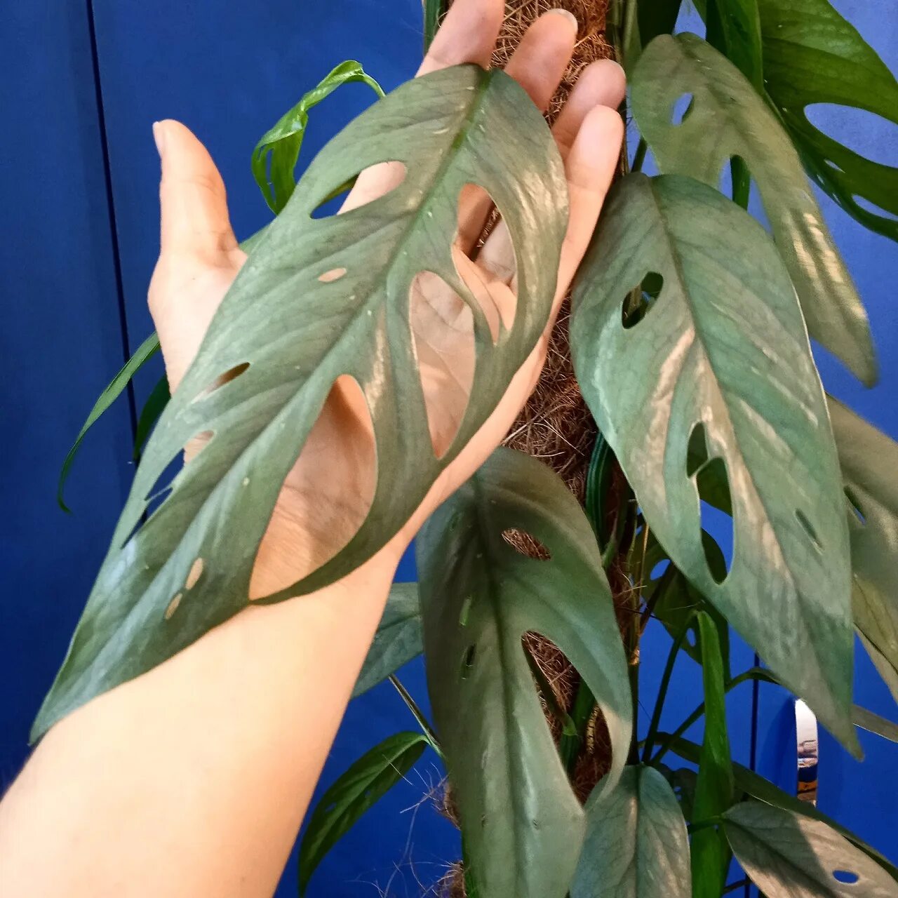 Эпипремнум пиннатум себу блу. Эпипремнум пиннатум блу. Эпипремнум себу блю. Эпипремнум пиннатум себу блю. Эпипремнум пиннатум себу блю.