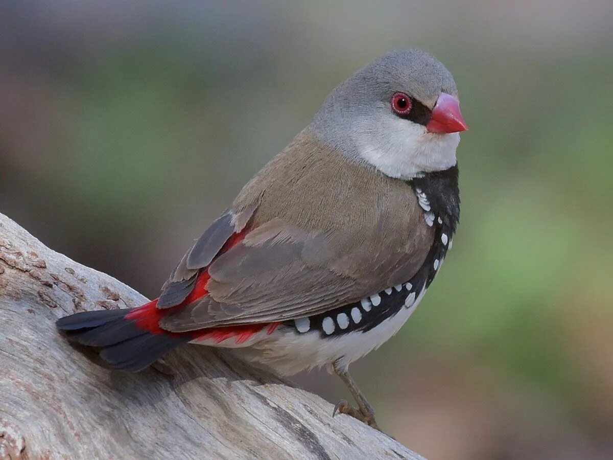 Firetail. Diamond firetail. diamond firetail птица. (лат. stagonopleura guttata). окулята.