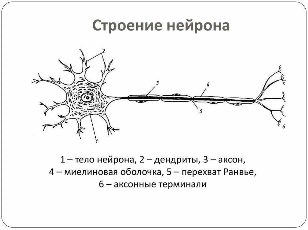 Строение нейрона рисунок и строение. Строение нейрона. Отростки. Дендрит. Строение нейрона дендриты Аксон. Схема строения двигательного нейрона. Нервные узлы и нейрон