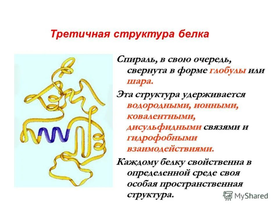 Третичную структуру белка стабилизируют