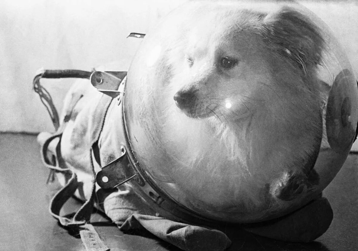 Первое животное космонавт