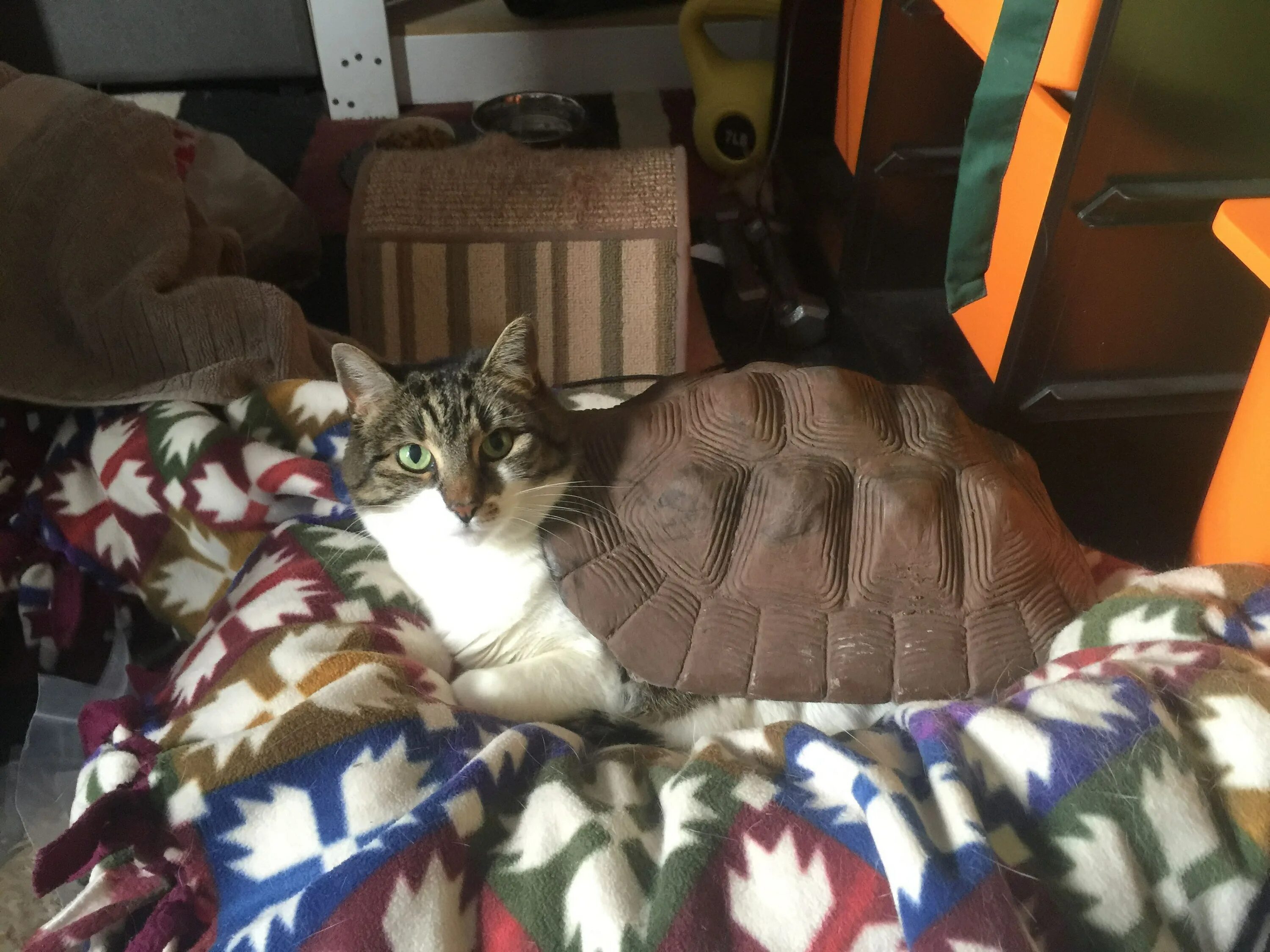 Кот и черепаха. Черепахи и коты. кошка черепашка. кот на черепах.