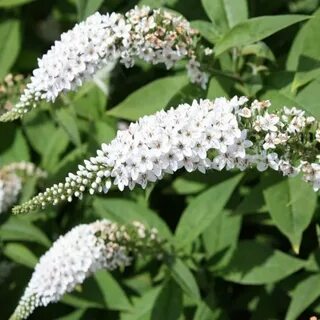 Буддлея декоративные кустарники