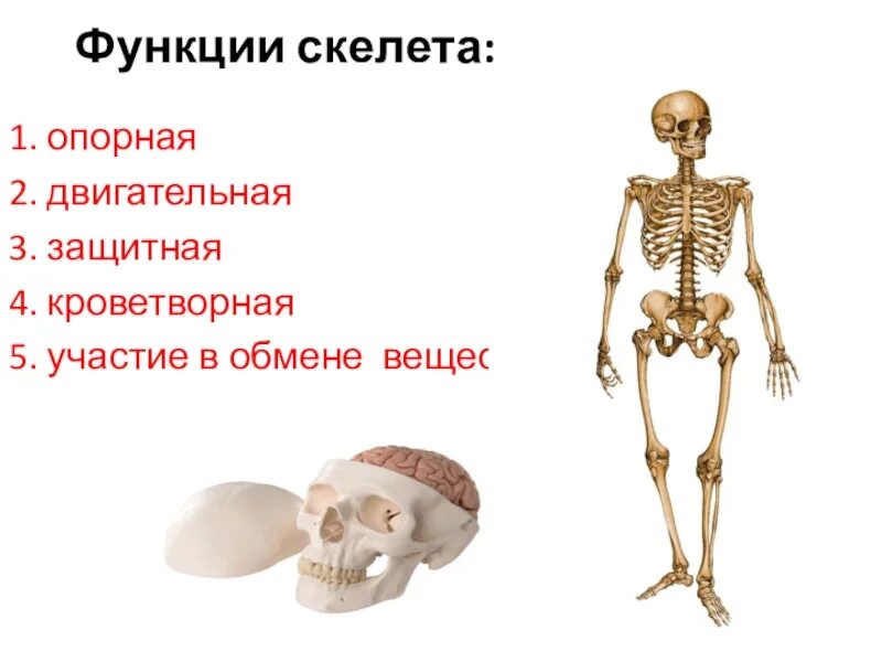 2 функции скелета. Опорно двигательная функция скелета. опорно-двигательная система: строение, функции. кости скелета. функции скелета опорная защитная кроветворная. 1. функции скелета опорная и.
