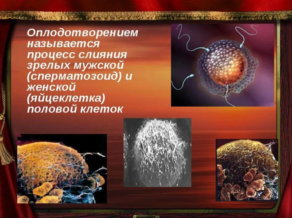 Как называется этот процесс. Оплодотворение презентация. процесс оплодотворения презентация. физиология беременности презентация. физиология беременности оплодотворение.