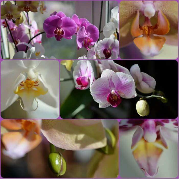 Orchid записи. Orchid записи. Фаленопсис спаркс орхидея. Фаленопсис sizzini. Цветы домашние фаленопсис с фиатовским двигателем.