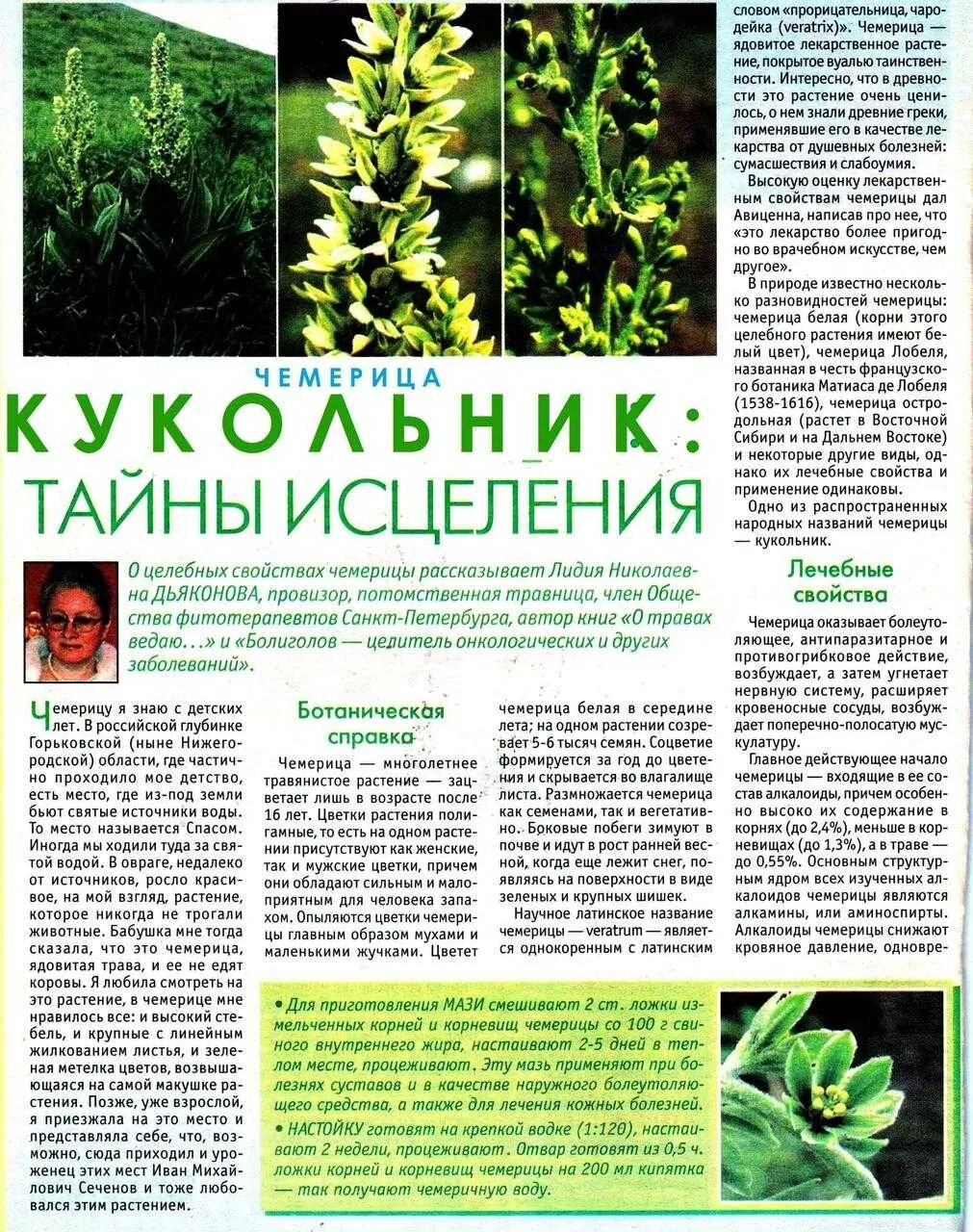 Чемерица инструкция по применению для животных. Чемерица лобеля. чемерица лобеля растение. чемерица остродольная. кукольник от алкоголизма ( чемерица лобеля).