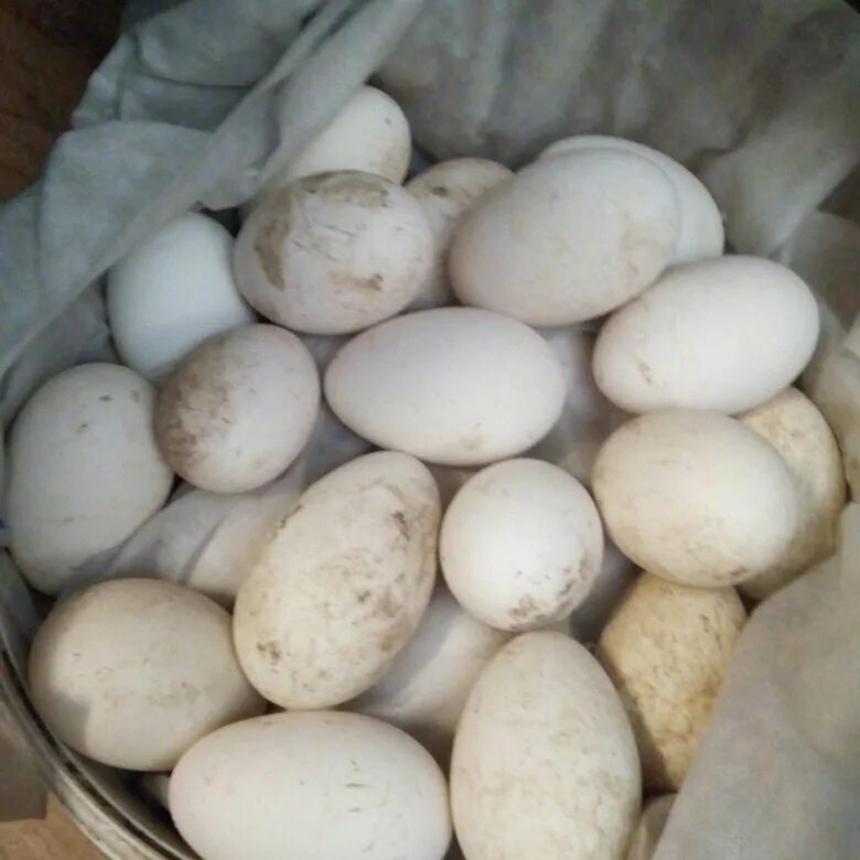 Инкубационное яйцо доминант. Гусиное яйцо стоит. Яйца гусей линда. Гусиные яйца. Гусиное инкубационное яйцо линда.