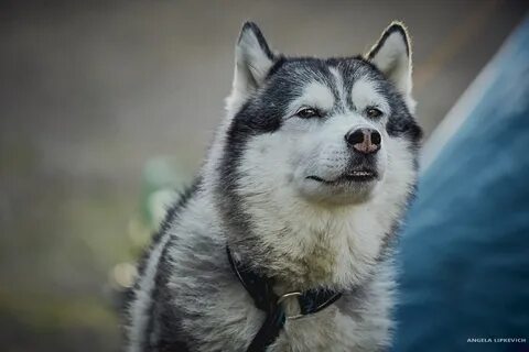 Сахалинский хаски