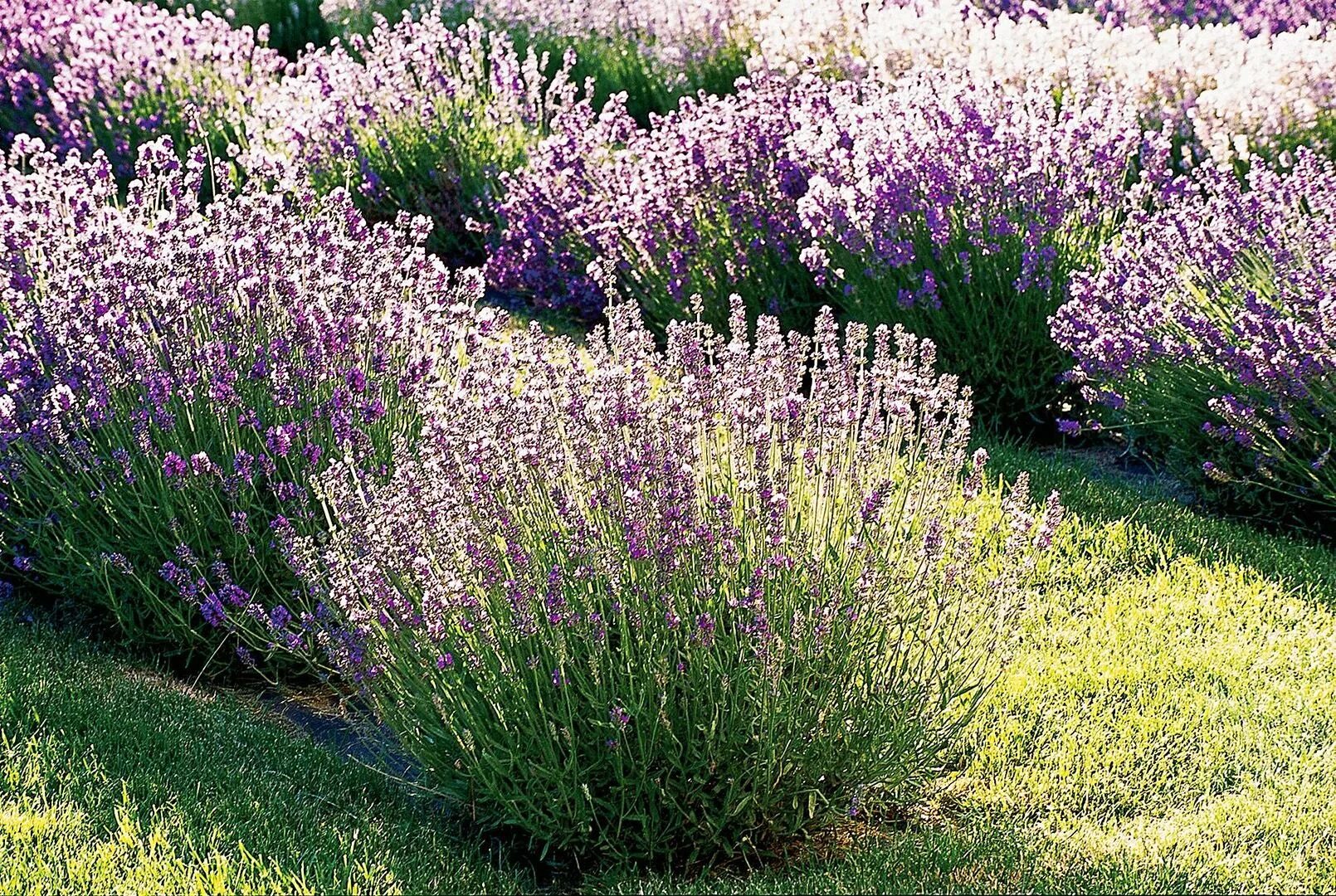 Котовник фассена (nepeta faassenii `kit cat`). Котовник фассена (nepeta faassenii `kit cat`). Шалфей дубравный в цветнике. Лаванда узколистная в горшке. Шалфей дубравный хоста.