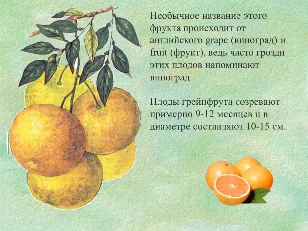 Когда появляются фрукты жизни. Откуда появляются фрукты. Грейфрут или грейпфрут. Откуда появляются фрукты. Откуда появляются фрукты.