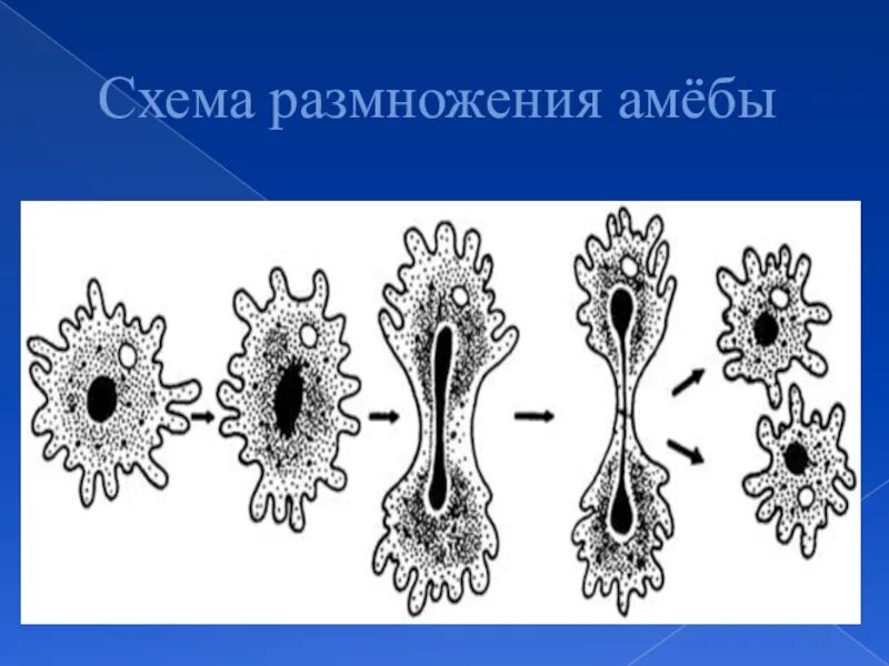 Амеба тип размножения. Размножение амебы. размножение амёбы обыкновенной. тип размножения амебы. тип питания амебы.