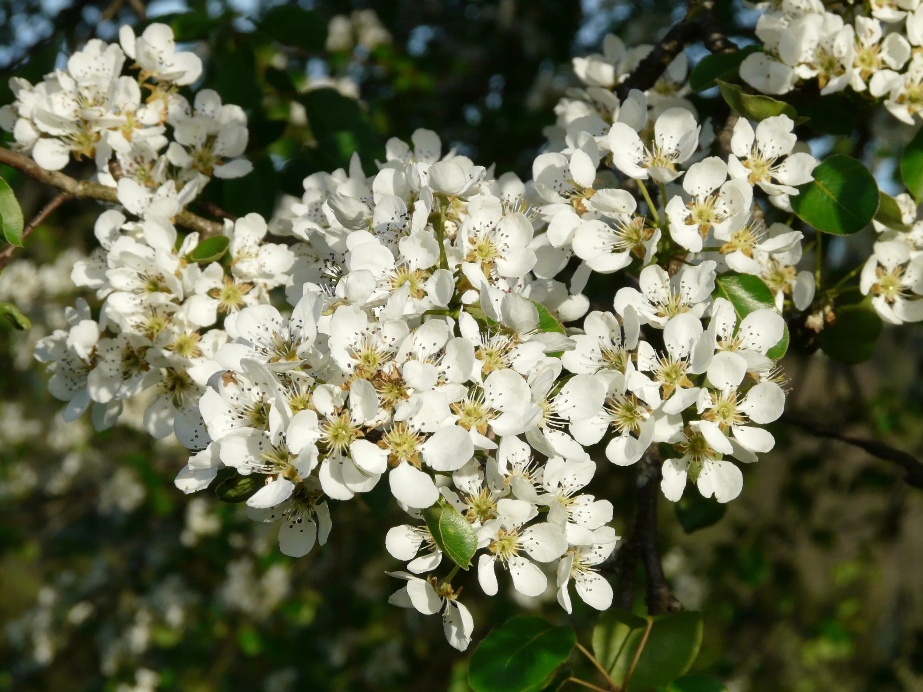 Love blooming pear. Дикая Уссурийская груша. Груша дичка цветет. Груша Уссурийская цветение. Дикая груша дичка.