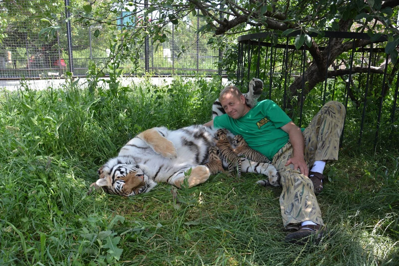 Тигрица в парке Тайган.
