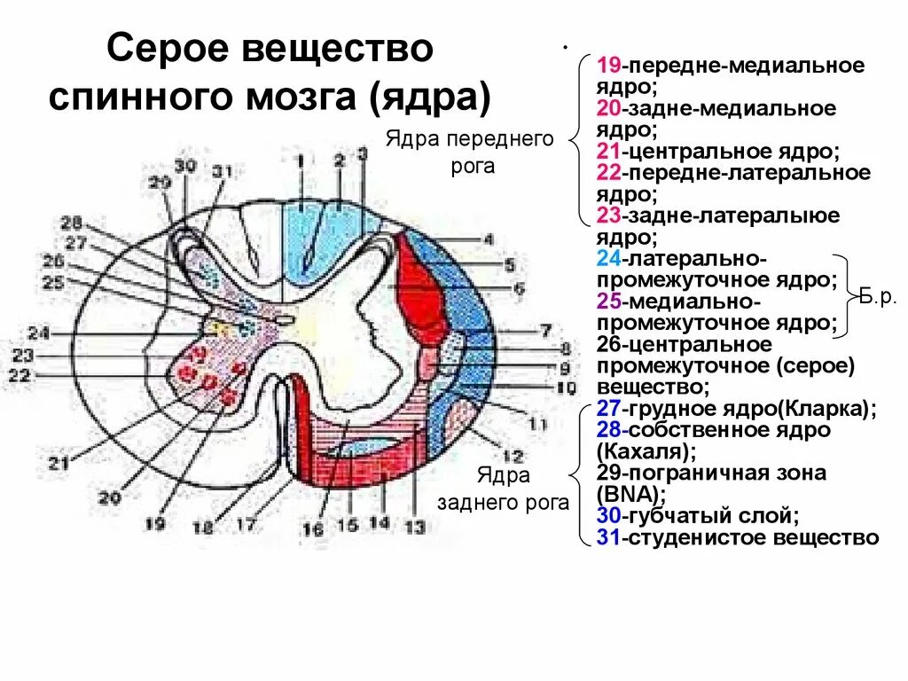 Медиальное ядро боковых Рогов спинного мозга. Ядра передних Рогов спинного мозга функции. Ядра серого вещества спинного мозга анатомия. Ядра задних Рогов спинного мозга. Задний рог серого вещества спинного мозга