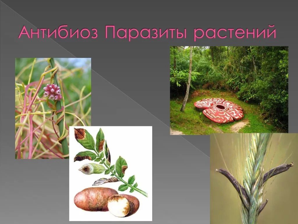 Паразитирующие растения примеры. Растения паразиты. растения паразиты примеры. растения па роазиты. паразитические растения примеры.