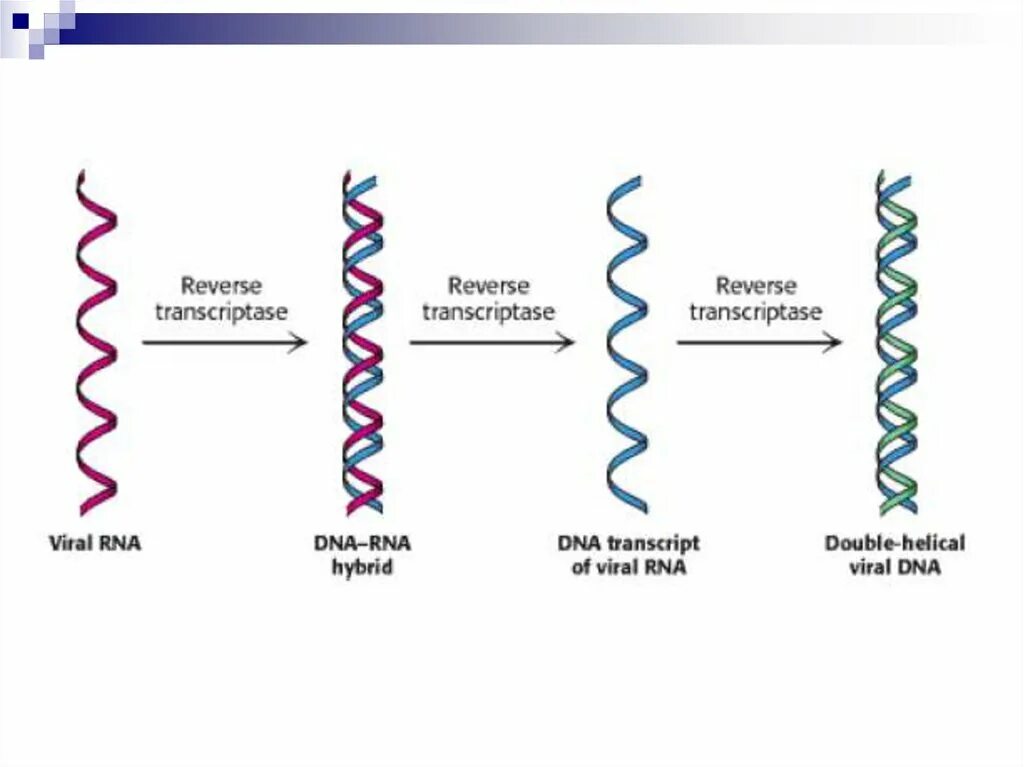 Обратная транскриптаза. Фермент Обратная транскриптаза. Ревертаза Обратная транскриптаза. Обратная транскрипция у вирусов. Обратная транскриптаза вируса.