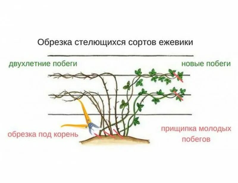 Пр брежного куста. Обрезка ежевики Торнфри осенью для начинающих в картинках. Ежевика Торнфри формирование куста схема. Ежевика Торнфри обрезка осенью. Ежевика Торнфри посадка.