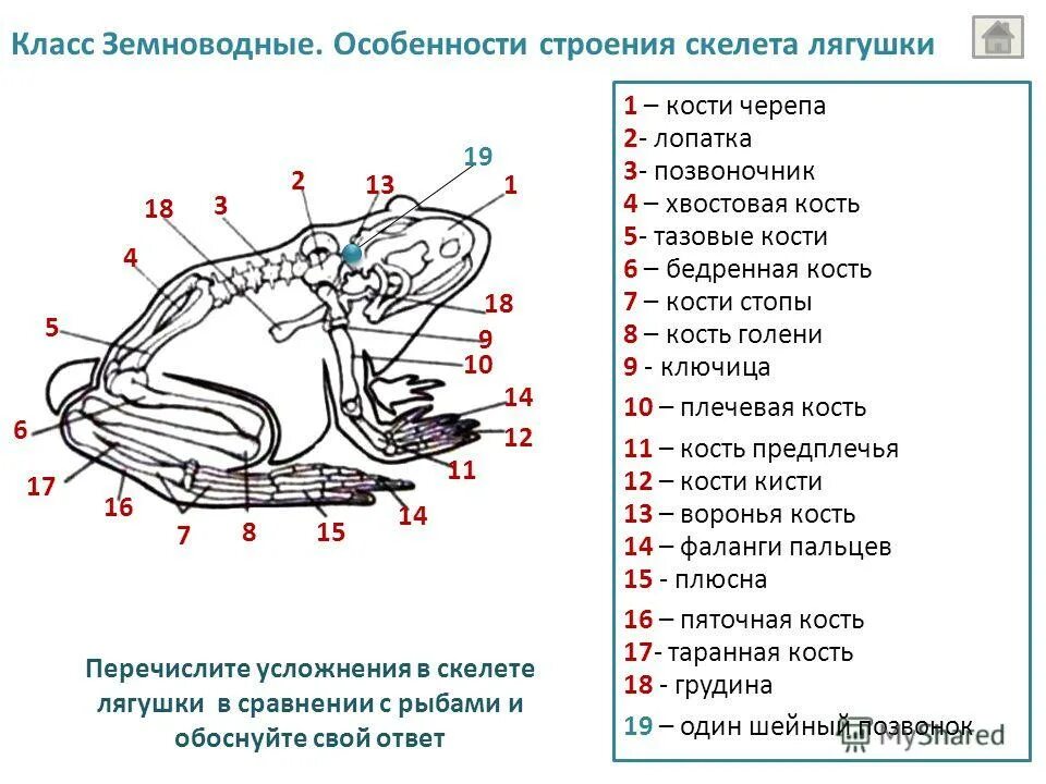 Внутреннее строение земноводных скелет. Земноводные строение скелета 7 класс биология. Строение скелета лягушки биология 7 класс. Земноводных строение отделов скелета. Внешнее строение и скелет лягушки.