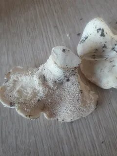 Белые царские грибы