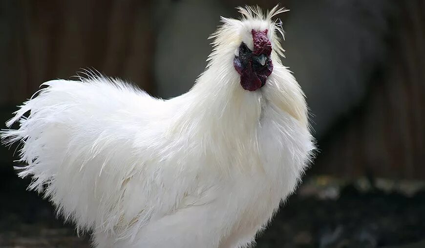Курица гребень на бок порода белая. Петух Леггорн. Белый Леггорн. Белый Леггорн петух. Китайская хохлатая курица.