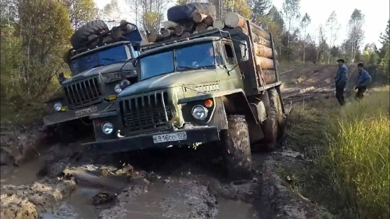 Военный урал 4320 в грязи. Урал-4320 тайга грязь. Зил 131 оффроуд. Грузовик "урал". Урал два моста сельского хозяйства.