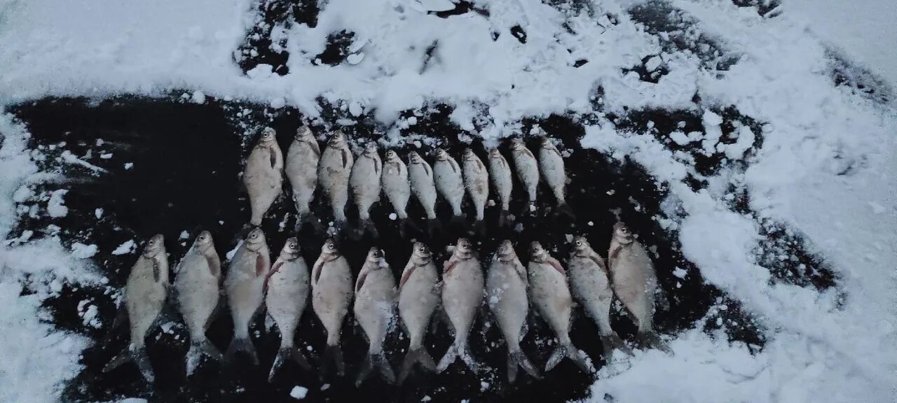 Клева оренбурге. Рыбы Димитровского водохранилища фото. Рыбалка на Димитровском водохранилище Оренбург 2021 год. Месталовли на Димитровском водохранилище зимой фото.