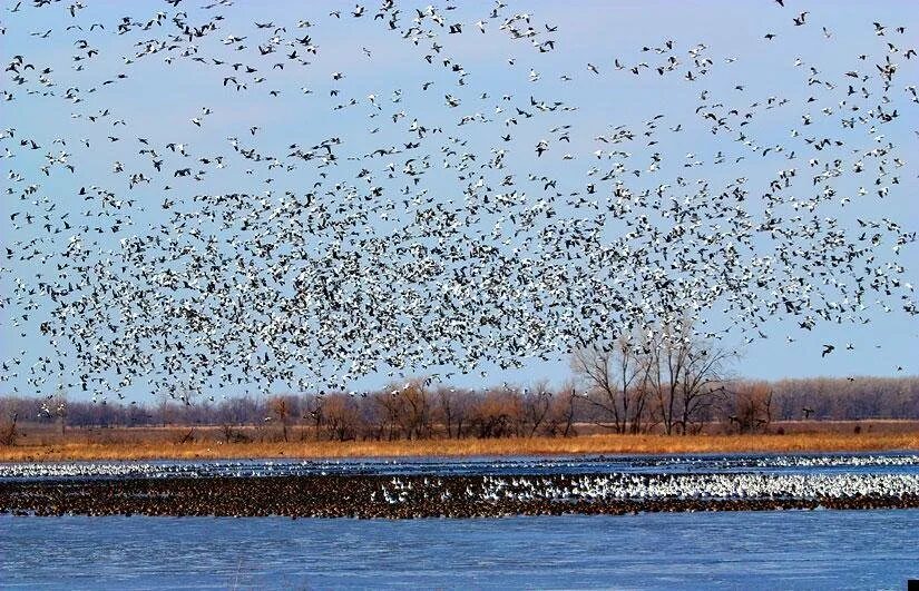 Стая птиц. Много птиц. Миграция птиц.