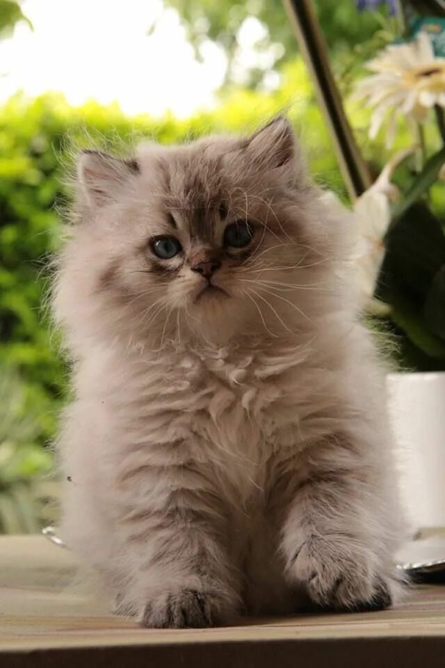 Рэгдолл кошка. Британская длинношерстная. Golden British longhair. Пушистые котята. Картинка пушистый котенок