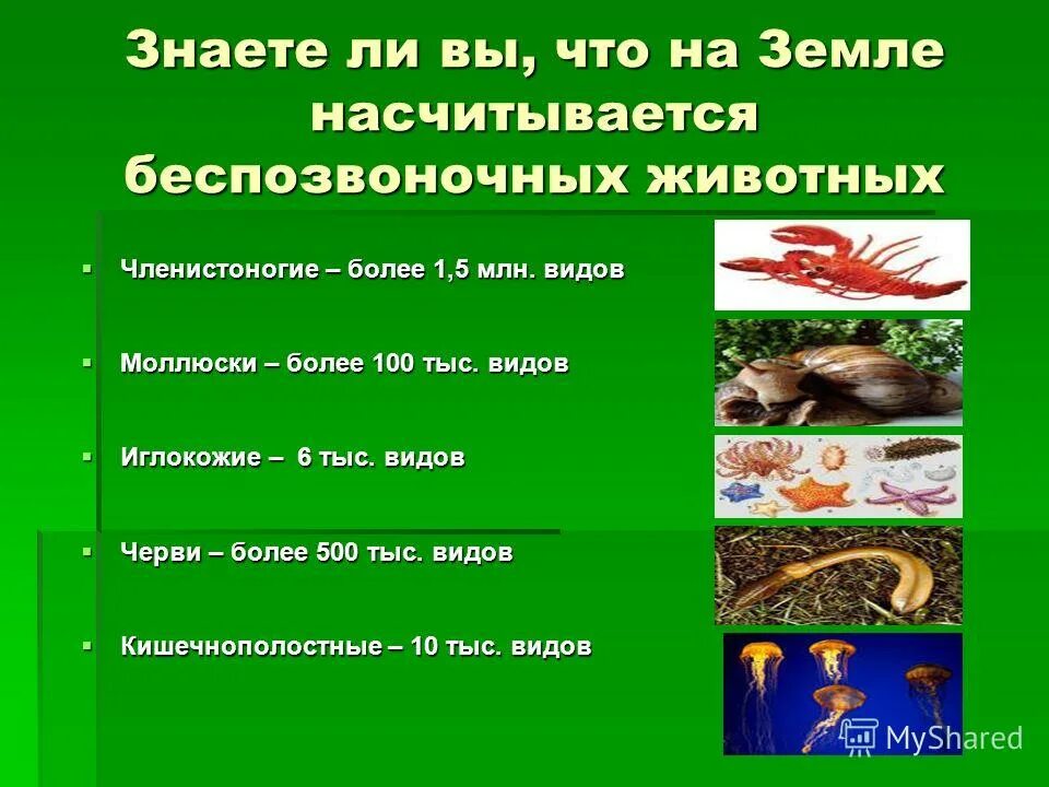 Тест по теме позвоночные животные. Беспозвоночные животные презентация. Доклад про беспозвоночных. Презентация на тему безпозвозвоночные животные. Презентация по биологии беспозвоночные.