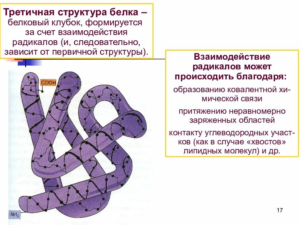 Третичная структура белка данная структура. Третичнаяьструктура белка. Молекула белка схема третичная структура. Строение белка троичная структура. Третичная структура белка структура белка.