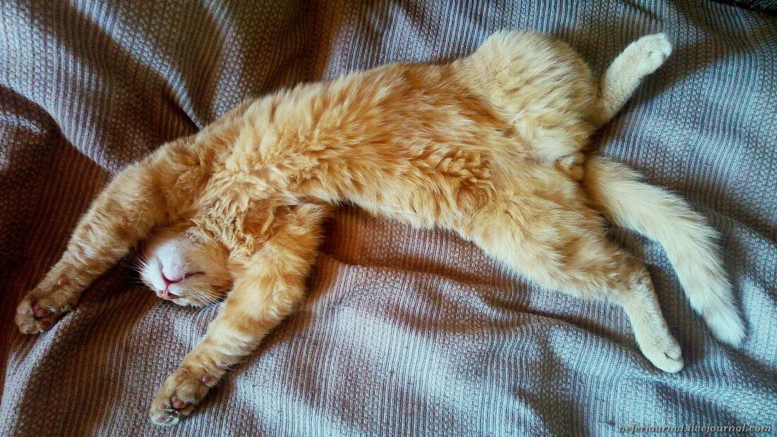 Котенок лежит на спине. Кошки расслабляются. Кошки расслабляются. Коты расслабляются. Коты релакс.