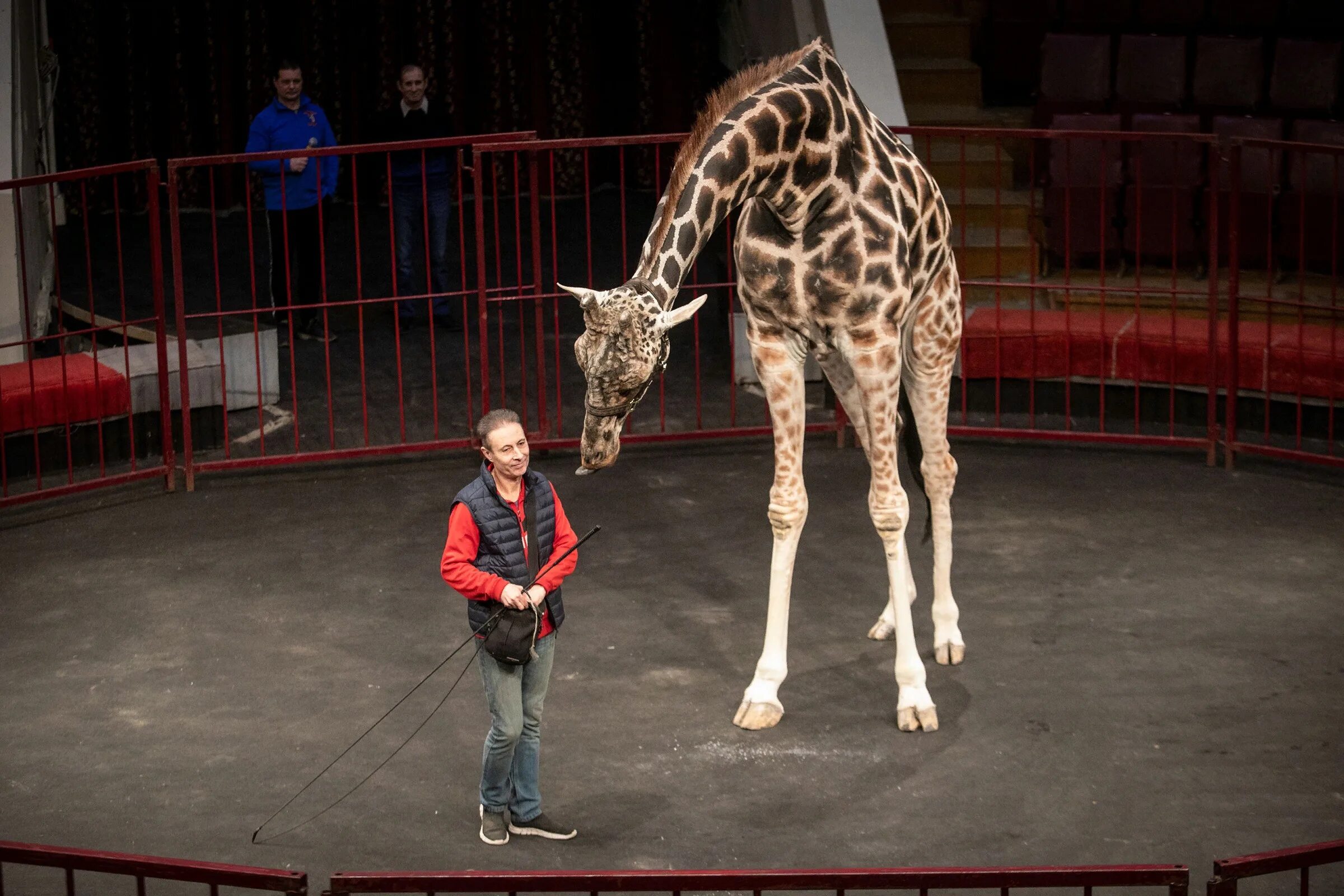 Цирк воронеж места. Шоу филатовых цирк. Цирк воронеж отзывы. Цирк воронеж отзывы. Принц цирка шоу фонтанов краснодар.