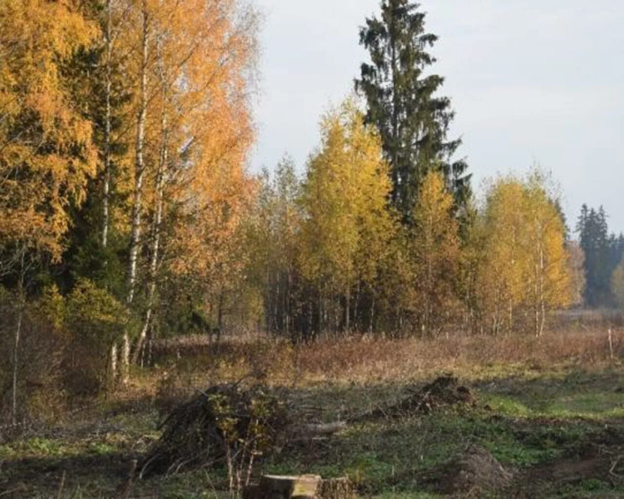 Поселок дубки ярославская область. Посёлок Дубки Ярославская область. Посёлок Дубки Московская область. Поселок Дубки Ярославский район. Дубок КП Дмитровский район.