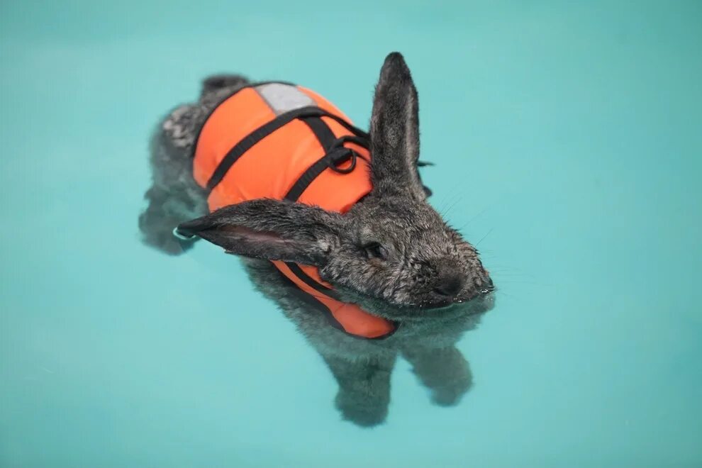 Кролик плавает. Заяц в воде. Заяц в бассейне. Заяц на море. Заяц в ластах