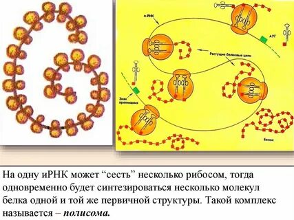 Полисома