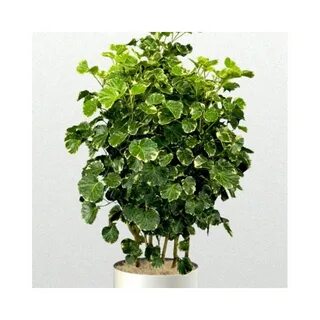 Plant ex