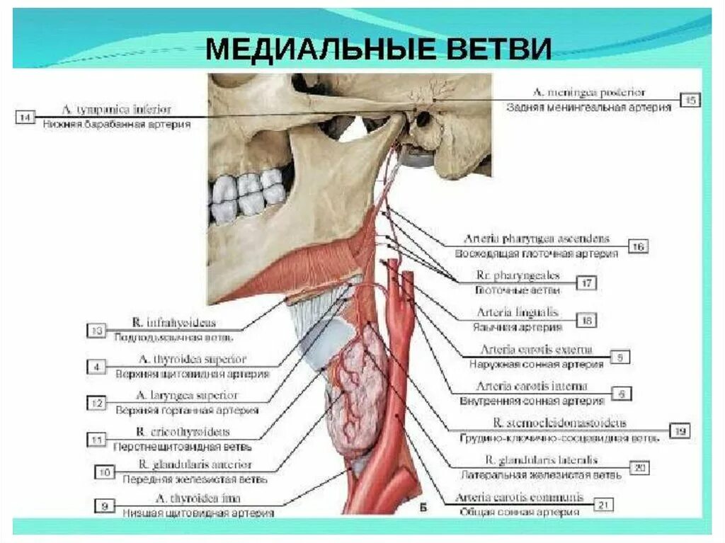 Медиальные ветви