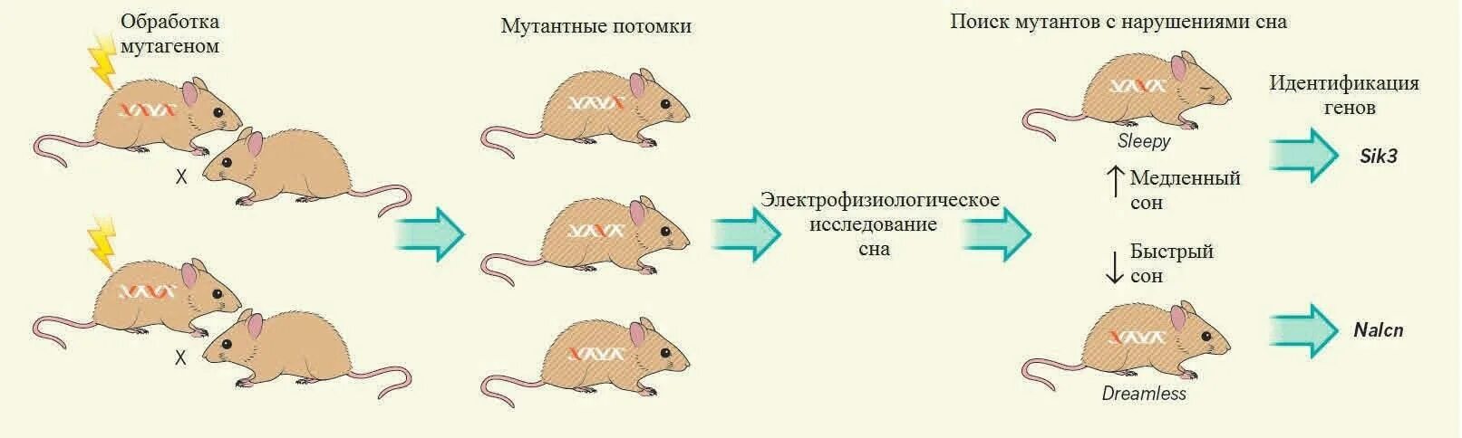 Фактор мыши. Жизненный цикл мыши. Жизненный цикл крысы. Жизненный цикл грызунов. Опыты на мышах.