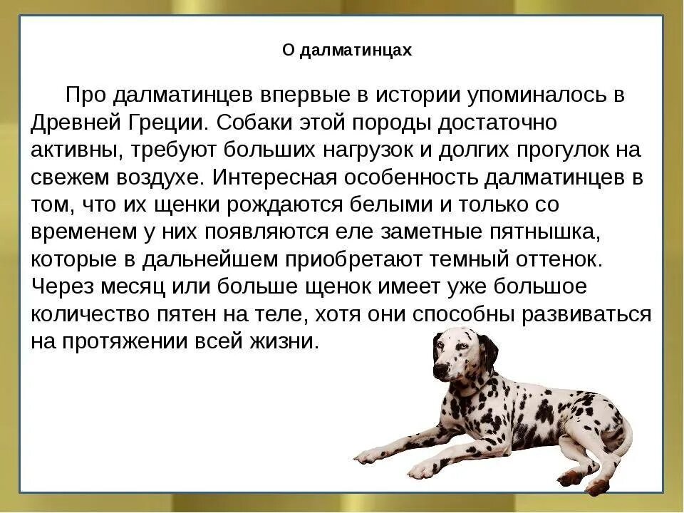 Рассказ о далматинце. Далматин собака описание. Далматин доклад 2 класс. Рассказ о породе собаки Далматин. Рассказы про породы