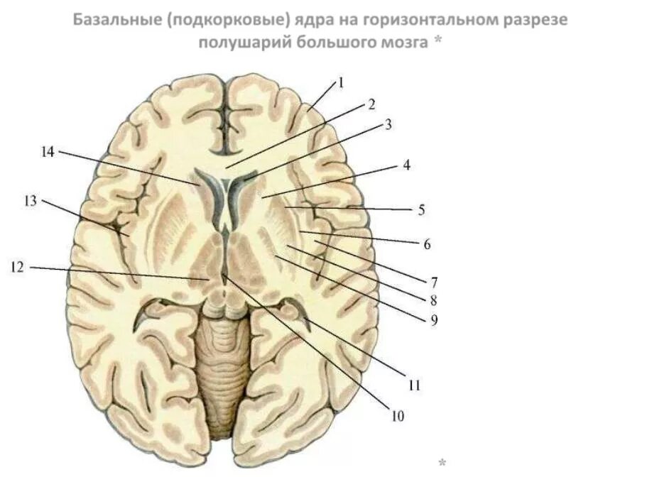 Подкорковые ядра полушарий. Горизонтальный срез мозга базальные ядра. Горизонтальный разрез головного мозга базальные ядра. Базальные ядра на срезе мозга. Базальные ядра внутренняя капсула.