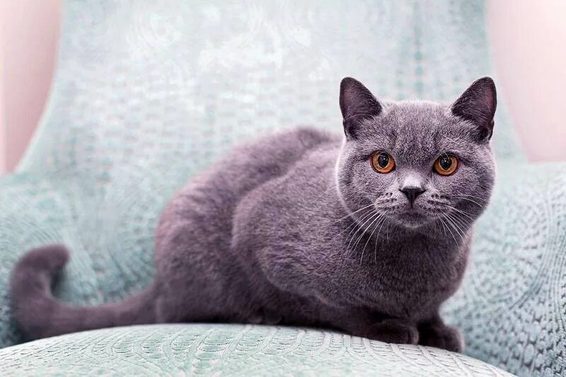 Как выглядит взрослая кошка. Британская короткошёрстная кошка. британская короткошёрстная кошка голубая. короткошерстная голубая британка. порода кота британский короткошерстный.