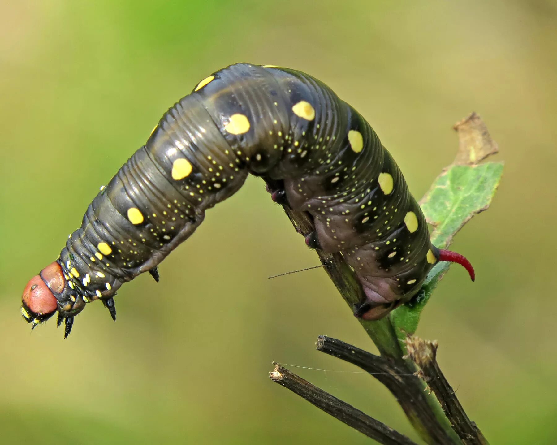Papilio troilus гусеница