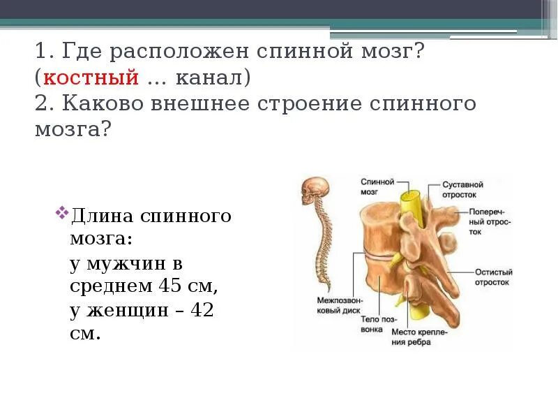 Строение и функции спинного мозга спинномозговой канал. Костный мозг анатомия человека. Головной мозг спинной мозг костный мозг. Строение костного мозга.