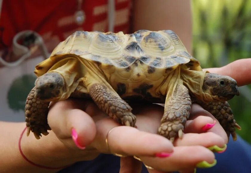 Мутация черепашек. Мутация черепашек. Мутации черепах. Среднеазиатская черепаха альбос. Черепашка с двумя головами.