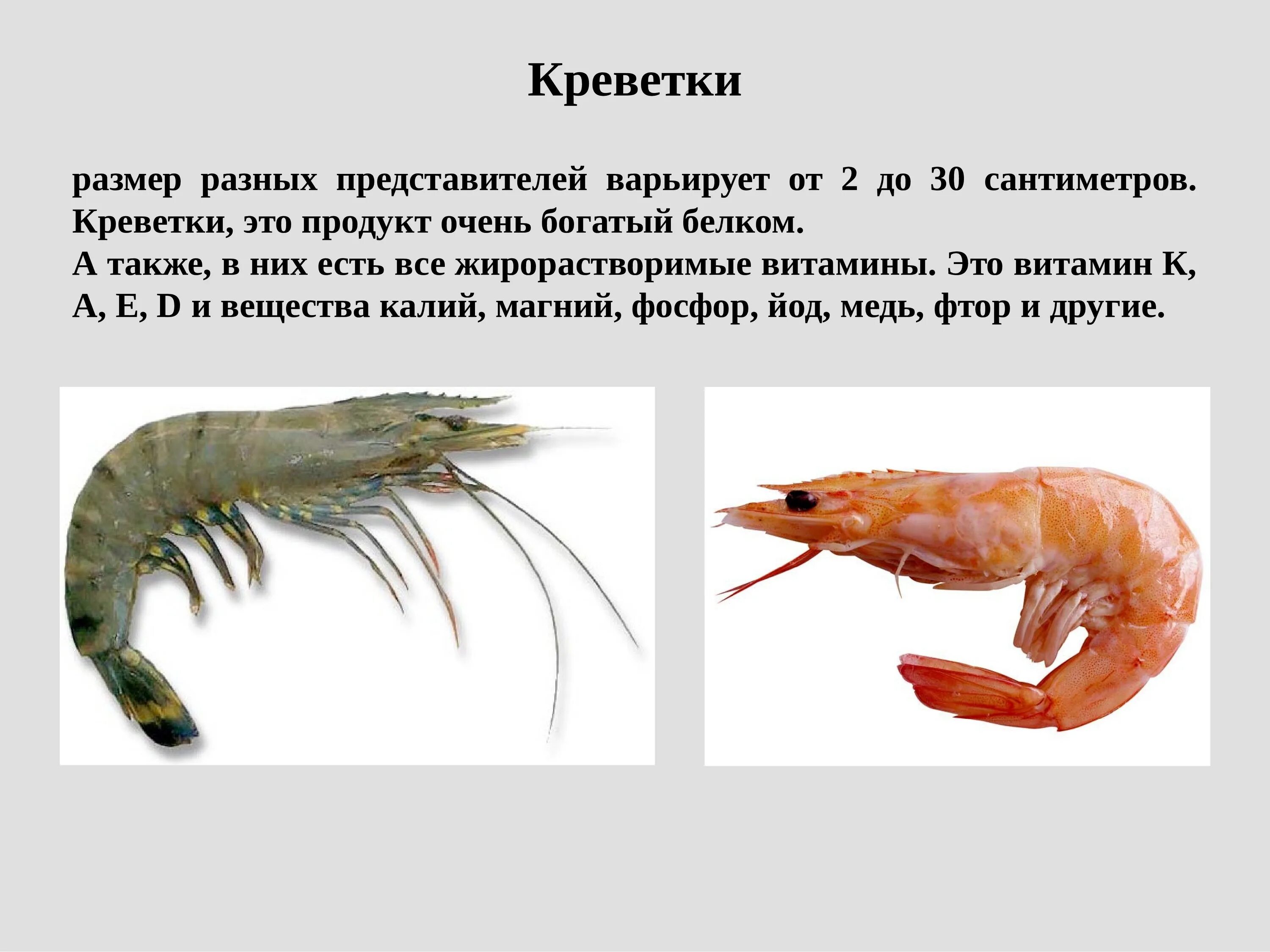 Разновидности креветок. Доклад о креветках. Креветки представители. Презентация по теме креветки. К какой группе организмов относится креветка