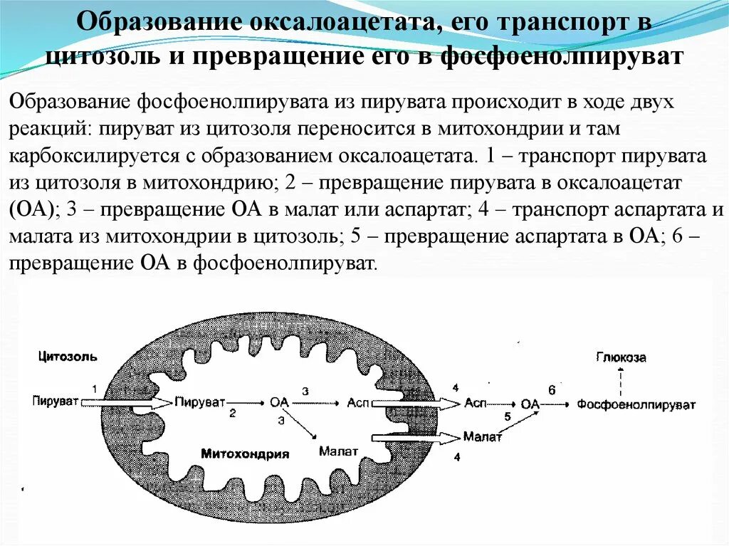 Транспорт ацила из митохондрии в цитозоль. Транспорт пирувата в митохондрии. превращение пирувата в фосфоенолпируват. что происходит в митохондриях. образование оксалоацетата из пирувата.