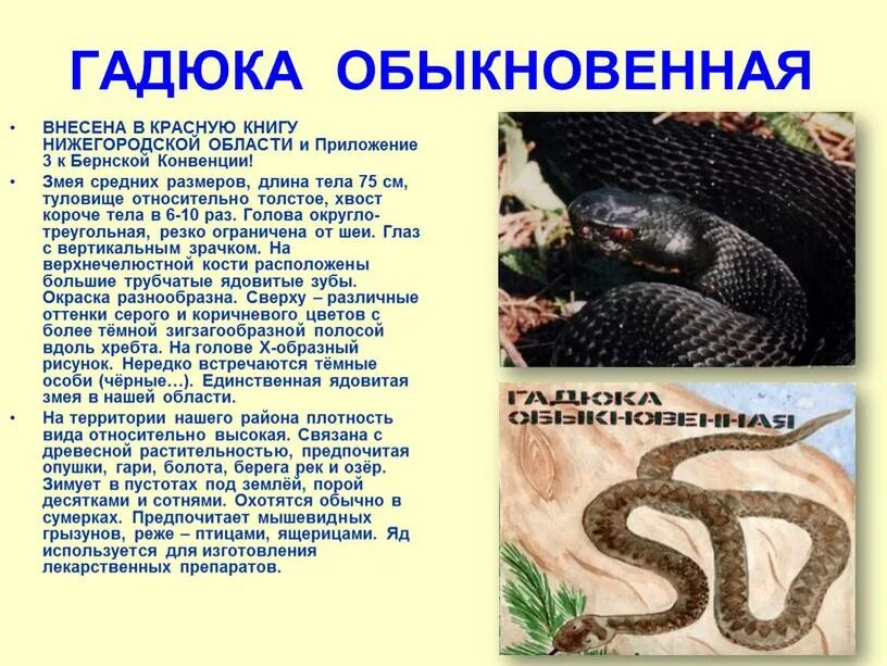 Змея содержание. Описание рассказ гадюка обыкновенная. змея гадюка ядовитая описание. описание змеи гадюки. рассказ о гадюке обыкновенной.